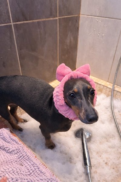 Au Royaume des Petits Vikings - Pension Canine Oise & Transport Chiens Paris - photo 2