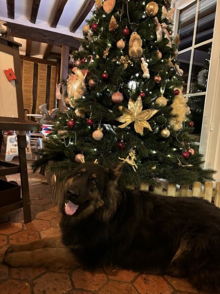 Au Royaume des Petits Vikings - Pension Canine Oise & Transport Chiens Paris - photo 3