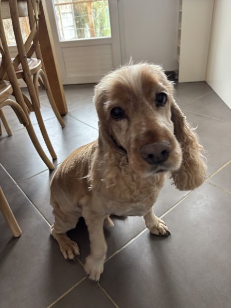 L'Univers Des Chiens - photo 2