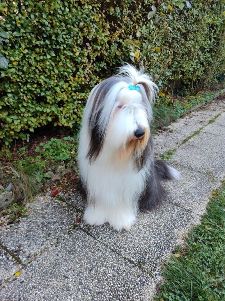 L'Univers Des Chiens - photo 3