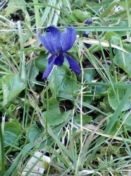 Le domaine de Champagne (Pension et Education canine) - photo 2