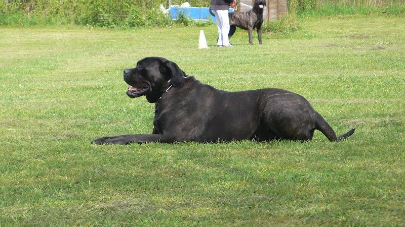 Le domaine de Champagne (Pension et Education canine) - photo 3