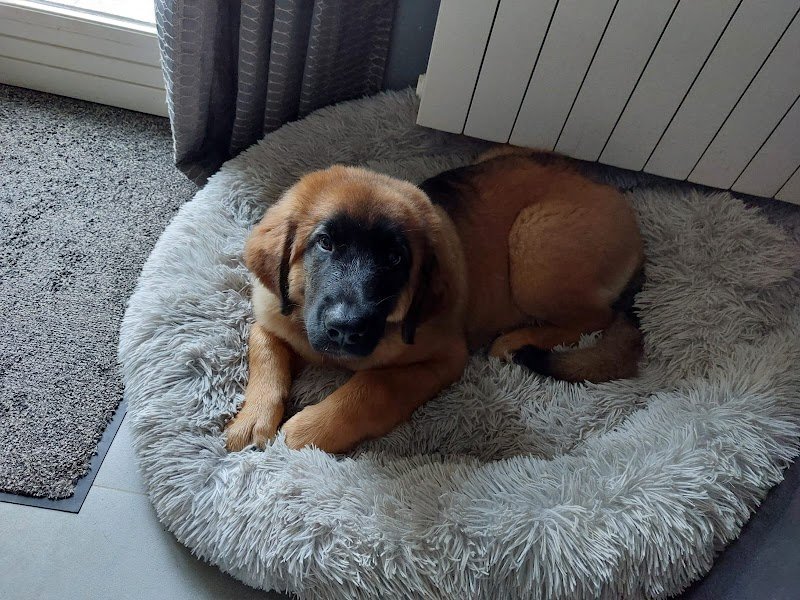 L'Esprit Canin - photo 2