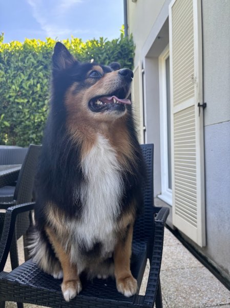 L'Esprit Canin - photo 3