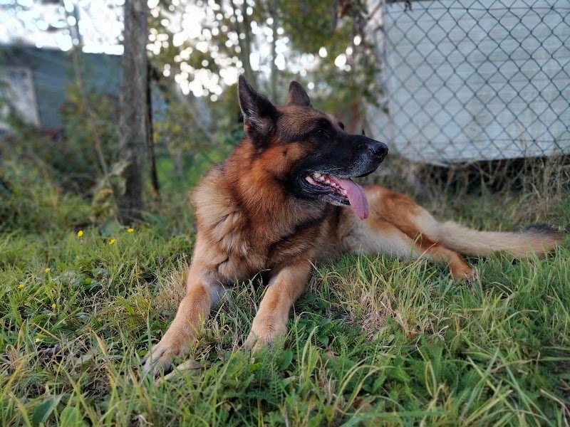 Bibouille And Co - Pension Canine - photo 1