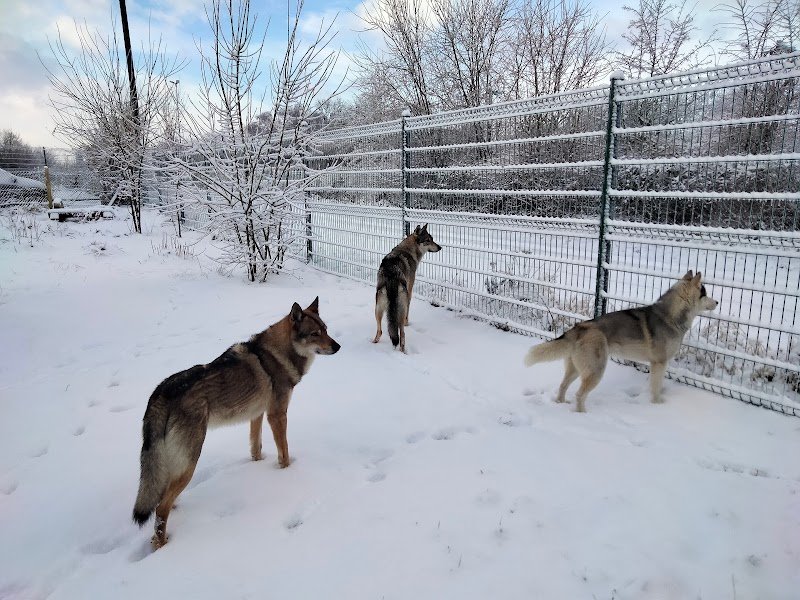Bibouille And Co - Pension Canine - photo 2