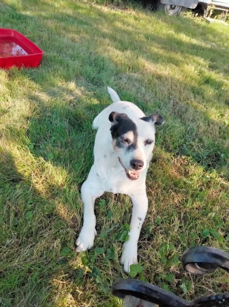 Bibouille And Co - Pension Canine - photo 3