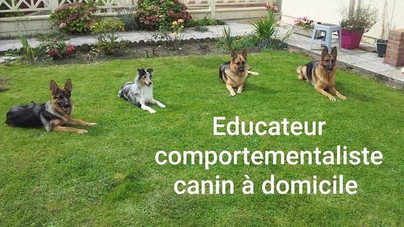 OBI sens canin - Éducateur comportementaliste canin - ABBEVILLE et alentours