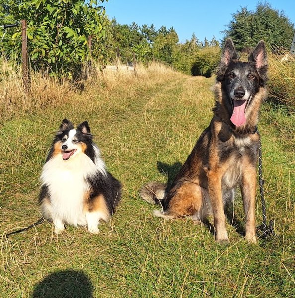 OBI sens canin - Éducateur comportementaliste canin - ABBEVILLE et alentours - photo 2