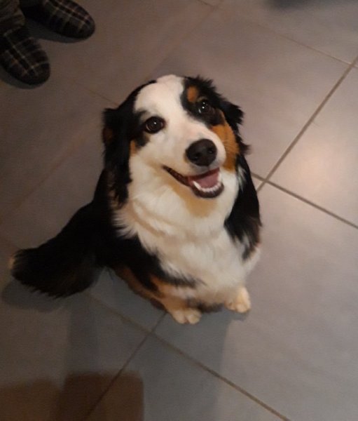 OBI sens canin - Éducateur comportementaliste canin - ABBEVILLE et alentours - photo 3