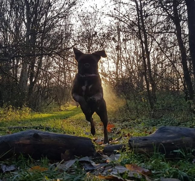 Fernando EDUCATEUR ‍🐶 Spécialiste en éducation et problèmes de comportement depuis 17 ans 👨‍🏫