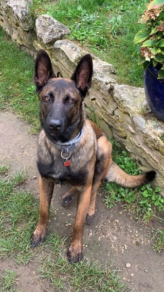 Puppy To Dog - Comportementaliste Canin