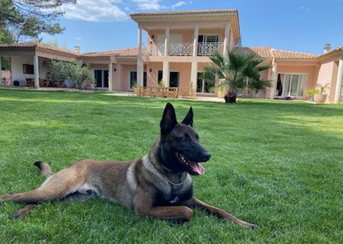 Puppy To Dog - Comportementaliste Canin - photo 2