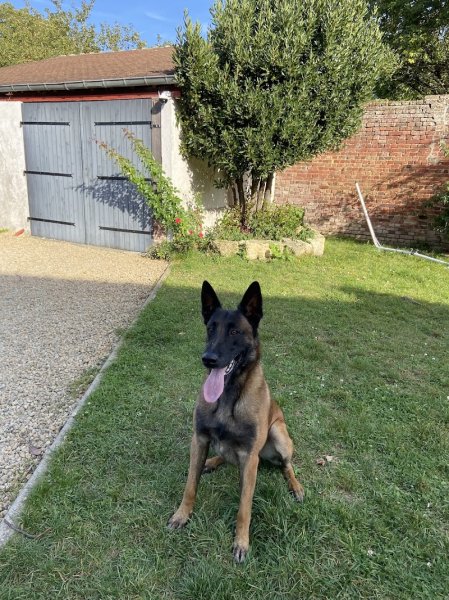 Puppy To Dog - Comportementaliste Canin - photo 3