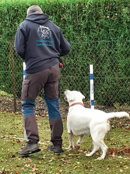 Natureduc - éducateur comportementaliste canin - photo 3