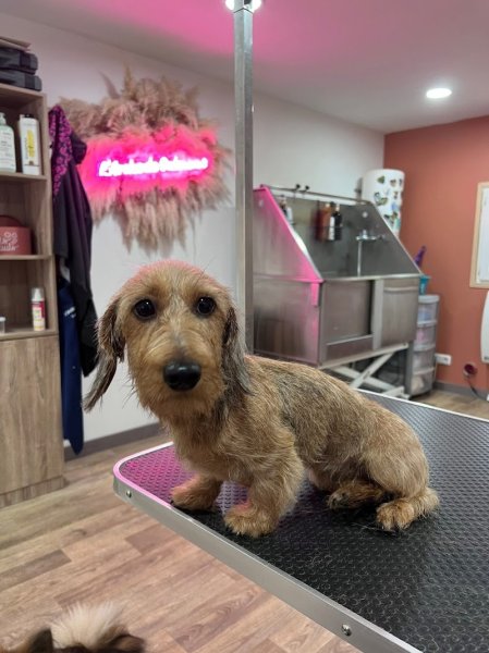 Salon de Toilettage L'Arche de guimauve et pension canine familiale - photo 1