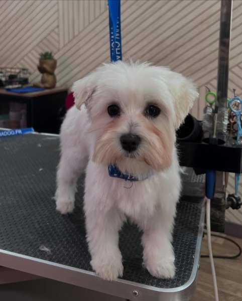 Salon de Toilettage L'Arche de guimauve et pension canine familiale - photo 2