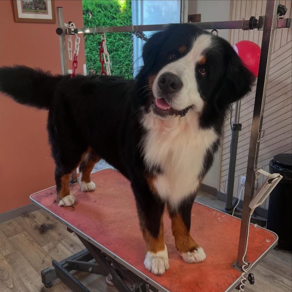 Salon de Toilettage L'Arche de guimauve et pension canine familiale - photo 3