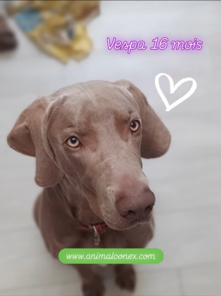 Animal Conex – Comportementaliste & Éducateur canin dans le Val-de-Marne (94)