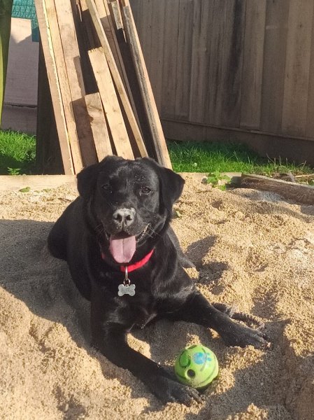 Animal Conex – Comportementaliste & Éducateur canin dans le Val-de-Marne (94) - photo 2