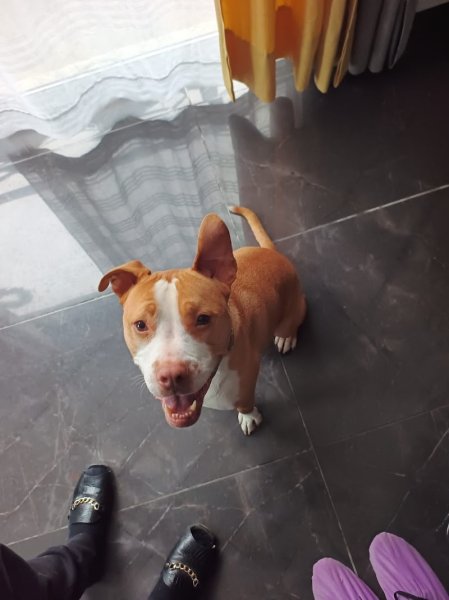 Animal Conex – Comportementaliste & Éducateur canin dans le Val-de-Marne (94) - photo 3