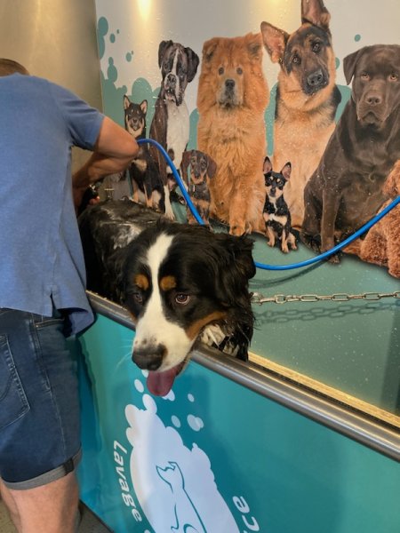 Dogwash Songeons - photo 2