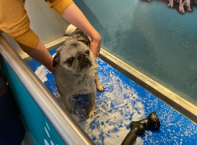 Dogwash Songeons - photo 3