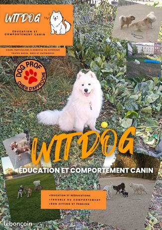 Wit Dog Education | Éducateur canin comportementaliste canin| Pension chien | Garde chien| Médiation animal | Petsitting
