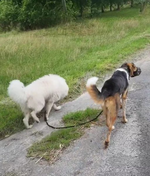 Wit Dog Education | Éducateur canin comportementaliste canin| Pension chien | Garde chien| Médiation animal | Petsitting - photo 2