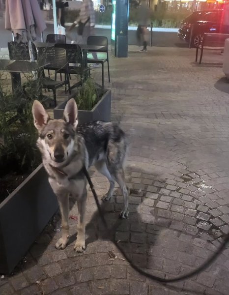 Wit Dog Education | Éducateur canin comportementaliste canin| Pension chien | Garde chien| Médiation animal | Petsitting - photo 3