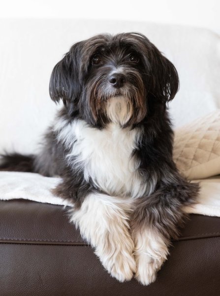 Place aux Chiens - Comportementaliste canin & Pension familiale - photo 2