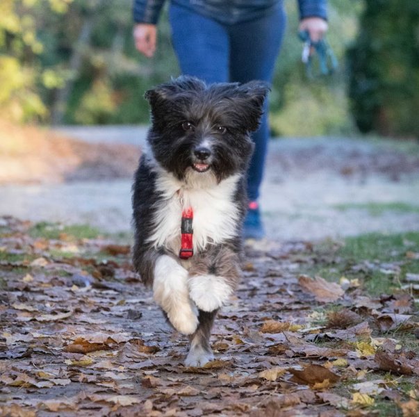 Place aux Chiens - Comportementaliste canin & Pension familiale - photo 3