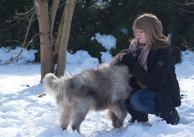 Speed'So - Pension familiale pour chiens - Pet-sitting