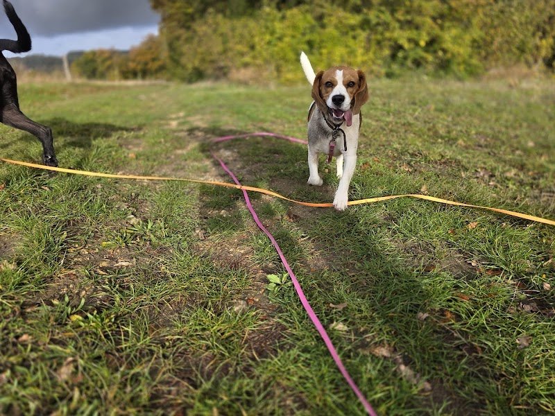 Speed'So - Pension familiale pour chiens - Pet-sitting - photo 2