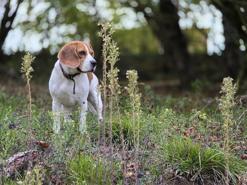 Speed'So - Pension familiale pour chiens - Pet-sitting - photo 3