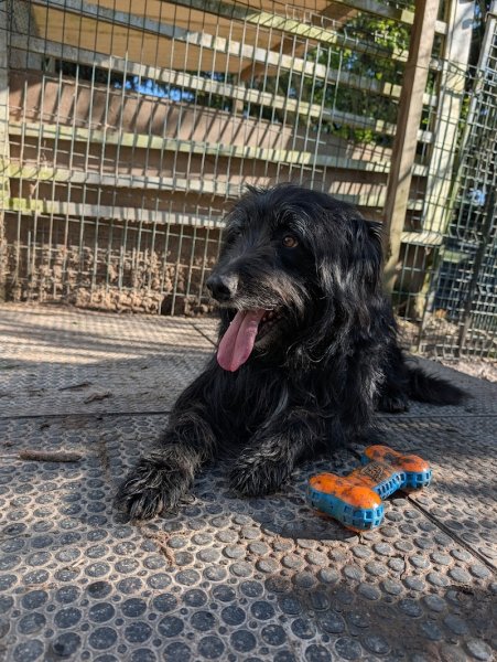 Pension du Jardin des Chiens – Garde canine familiale 27