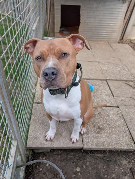 Pension du Jardin des Chiens – Garde canine familiale 27 - photo 2