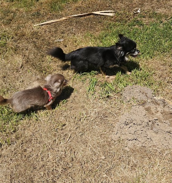 Pension du Jardin des Chiens – Garde canine familiale 27 - photo 3