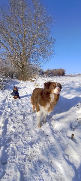 Hubert Hamot éducateur canin à Hennezis entre les Andelys, Vernon et Gisors