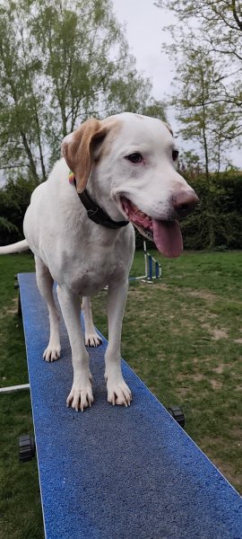 Hubert Hamot éducateur canin à Hennezis entre les Andelys, Vernon et Gisors - photo 2