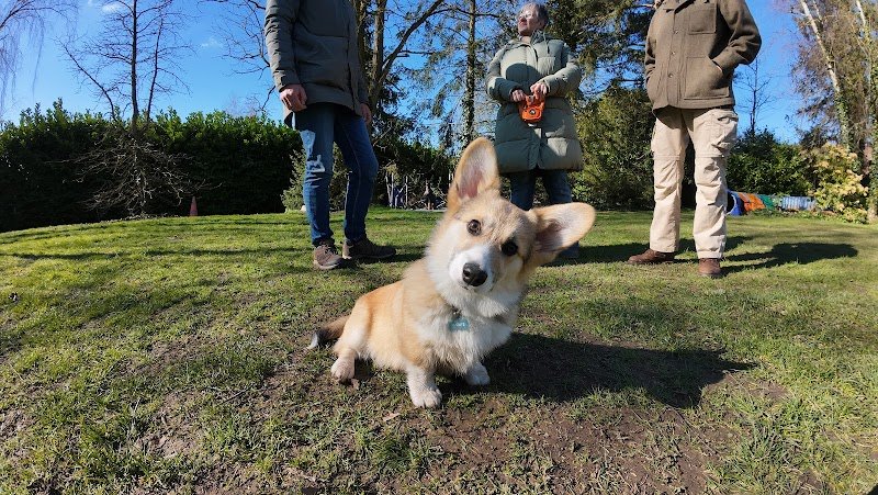 Hubert Hamot éducateur canin à Hennezis entre les Andelys, Vernon et Gisors - photo 3