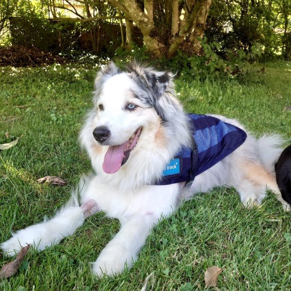 NathAnimaux Educatrice Comportementaliste Canin et Félin