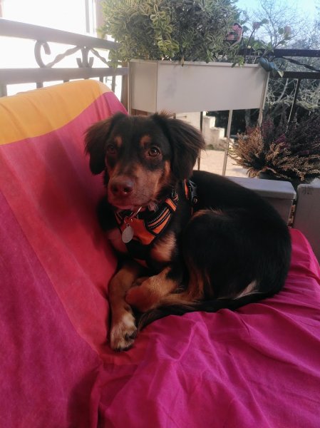 NathAnimaux Educatrice Comportementaliste Canin et Félin - photo 3