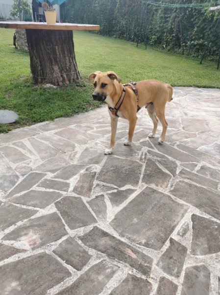 Talky Dog - Comportementaliste canin - photo 3