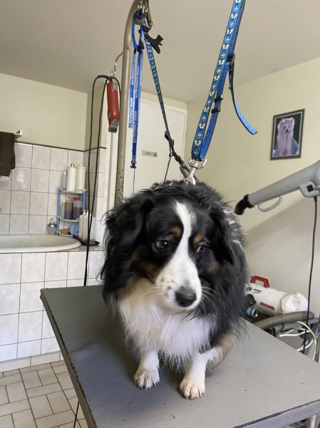 Esthéti'chien - photo 2