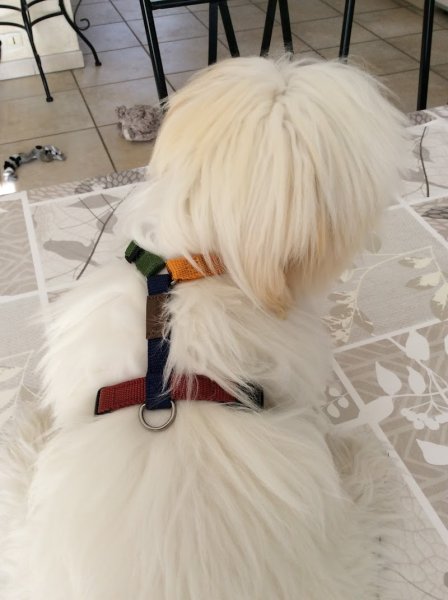 DolceVitaDog - photo 2