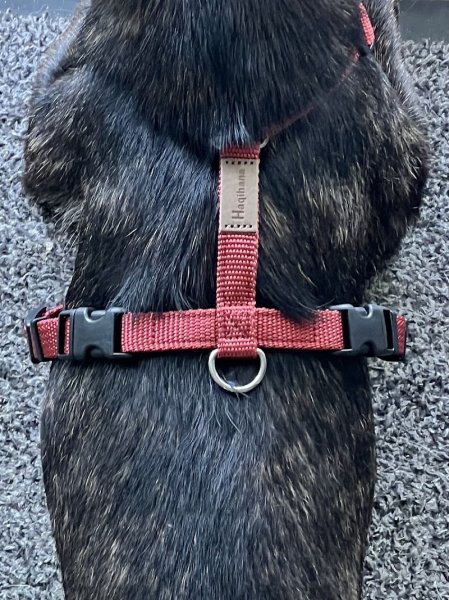 DolceVitaDog - photo 3