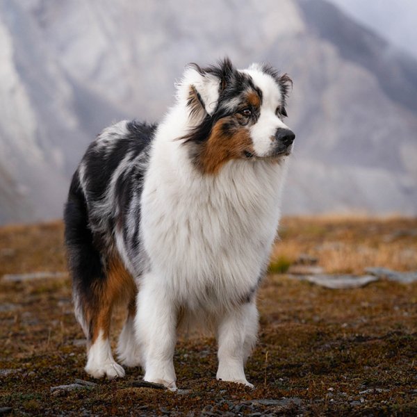 Kami - Education canine