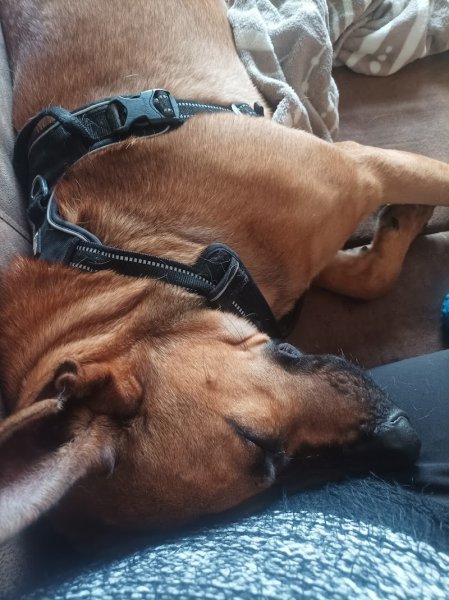 Kami - Education canine - photo 2