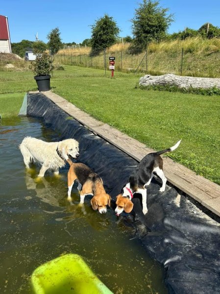 Parc de l'Aure - Parc de Jeux Canin/éducation de votre chien près d'Amiens à Saisseval